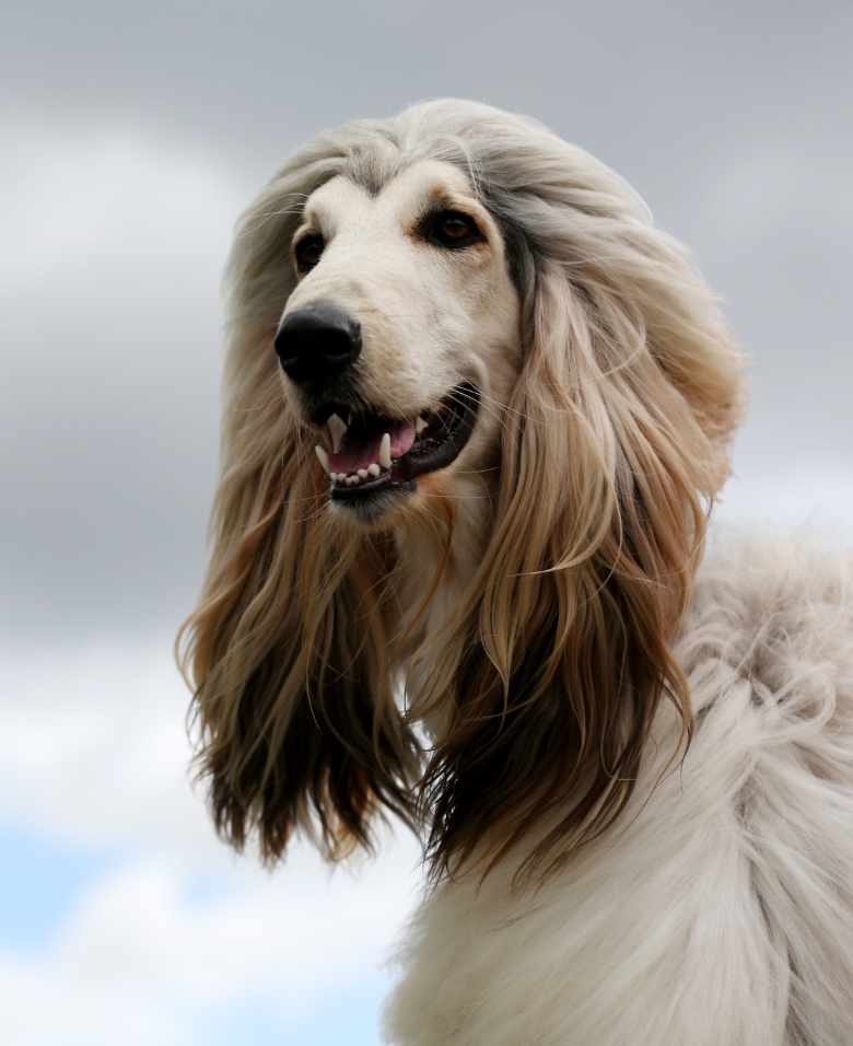 Hunde- und Tierfotografie