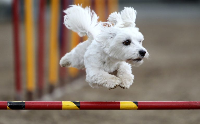 Erfurt , 180611 , Messehalle Erfurt , 4. Nationale & 9. Internationale Rassehunde-Ausstellung 
im Bild: Agility - Malteser Duke springt über eine Hürde 
Foto:Karina Hessland