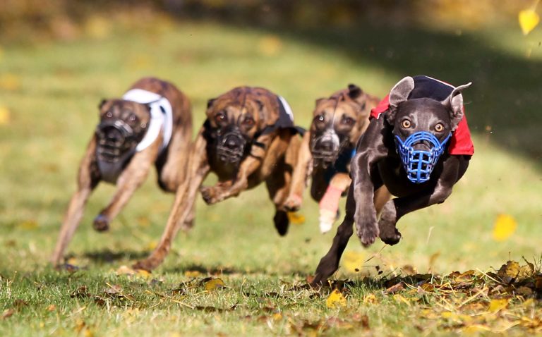 Tüttleben , 211012 , Thüringer Windhundclub e.V., Goldene Renndecke 2012, Windhunderennen, 350 m Whippets, Windspiele, Senioren, 480 m für alle anderen Rassen (Afghanen, Basenji)
Foto:Karina Hessland
