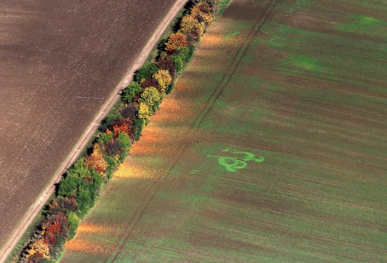 WEIMAR, 19.10.2013, herbstlich gefärbter Bäume bei Weimar / Baumreihe an einem Feld Foto: Karina Hessland