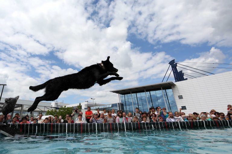 15.06.14 , Erfurt, Messehalle, Nationale und Internationale Rassehunde Ausstellung / Internationale Katzenausstellung / Meisterschaften der Friseure im Bild: Dog Diving erfreut sich grosser Beliebtheit Foto:Karina Hessland
