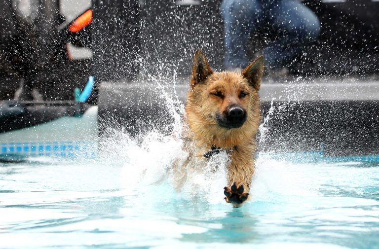 15.06.14 , Erfurt, Messehalle, Nationale und Internationale Rassehunde Ausstellung / Internationale Katzenausstellung / Meisterschaften der Friseure im Bild: Dog Diving erfreut sich grosser Beliebtheit , hier ein Schäferhund Foto:Karina Hessland