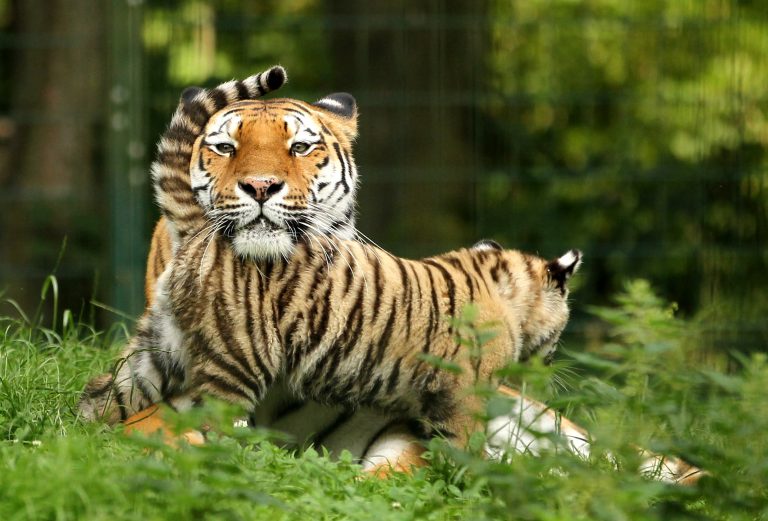 21.07.14 , Gotha, Tierpark, die kleinen Tiger Gotha und Gotschka (Mutter Tiga) tollen im Gehege umher, beide spielen miteinander / Sibirische Tiger 
Foto:Karina Hessland