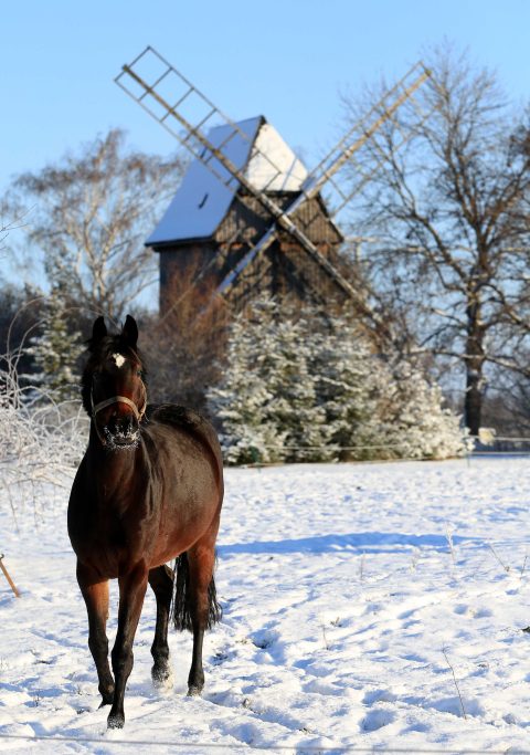 18.01.16 , Obernissa, Pferde auf verschneiter Weide vor einer Mühle Foto: Karina Hessland