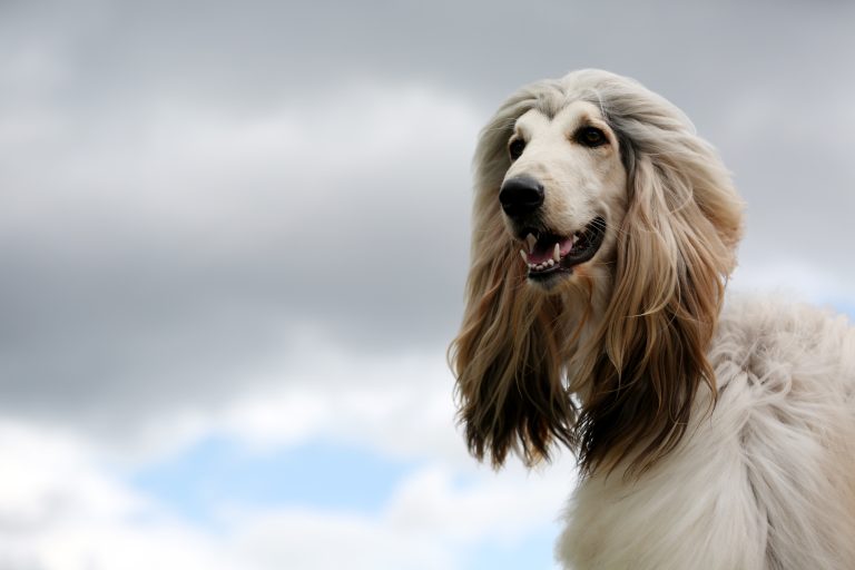 18.06.16 , Erfurt, Messe, Internationale Rassehunde-Ausstellung
im Bild: Afghane / Afghanischer Windhund - Porträt 
Foto: Karina Hessland