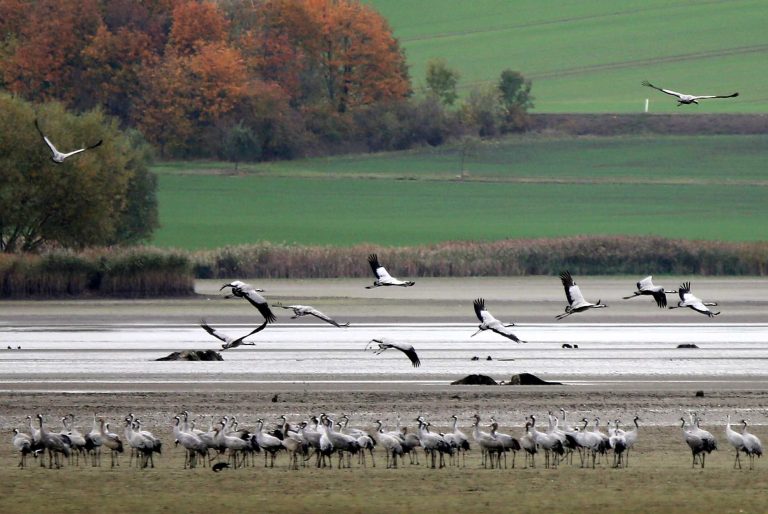 30.10.16 , Straussfurt, Kraniche am Stausee Straussfurt, die Vögel bereiten sich auf ihren Flug in den Süden vor und machen hier Station 
(Grus grus), auch Grauer Kranich oder Eurasischer Kranich
Foto: Karina Hessland-Wissel
 *** Local Caption *** Copyright by KH/Karina Hessland Bildjournalismus und Fotografie , Stauffenbergallee 23 , 99085 Erfurt , Tel: 0177-2967631 ; E-Mail: karina.hessland@googlemail.com ; Bankverbindung : Erfurter Bank BLZ : 82064228  Konto: 1107836 , BIC: ERFBDE8E , IBAN: DE55 8206 4228 0001 1078 36 ; SteuerNr.: 151/230/13457  FA Erfurt , Nutzung nur gegen Honorar + 7% Mwst und Urhebernennung! Mit Abdruck werden die AGB von KH Bildjournalismus und Fotografie anerkannt. WICHTIG: Jegliche kommerzielle Nutzung ist Honorar- und Mehrwertsteuerpflichtig! Honorar gemaess MFM. Weitergabe an Dritte nur nach vorheriger Absprache mit dem Urheber! Darstellung im Internet ist grundsaetzlich Honorar- und Mehrwertsteuerpflichtig, auch als 1:1 Kopie in Internet -Ausgaben von Tageszeitungen und Magazinen. Autoren-Nennung auch für Internet -Darstellung gemaess § 13 UrhGes.