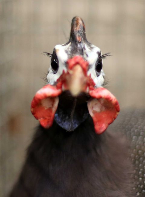 05.11.16 , Erfurt, Messehalle, 50. Rassegeflügelausstellung - Hühner, Gänse, Enten, Tauben und Puten werden ausgestellt im Bild: Perlhühner / HuhnFoto: Karina Hessland-Wissel
