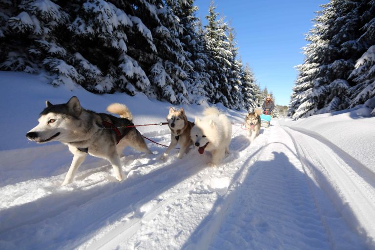 19.01.17 , Tambach-Dietharz, Husky-Erlebnisse Familie Kraft - mit dem Hundeschlitten durch den Thüringer Wald 
Foto: Karina Hessland-Wissel