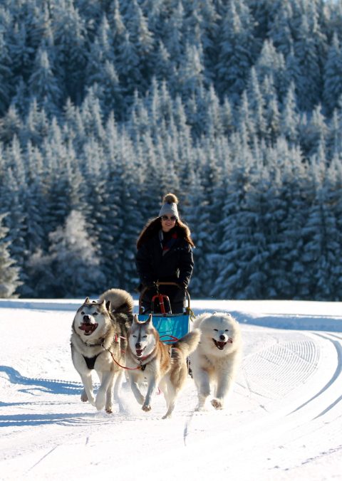 19.01.17 , Tambach-Dietharz, Husky-Erlebnisse Familie Kraft - mit dem Hundeschlitten durch den Thüringer Wald 
Foto: Karina Hessland-Wissel