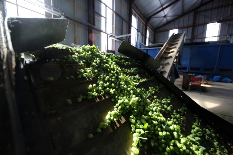 07.09.17 , Grossenehrich, Agrargenossenschaft, die Hopfenernte hat begonnenim Bild: Hopfen läuft über das Band Foto: Karina Hessland-Wissel