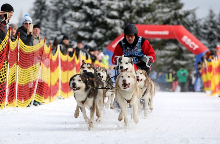 18.02.18 , Frauenwald, Deutsche Meisterschaft Schlittenhunderennen 2018 
im Bild: 6er-Gespanne auf der Strecke 
Foto: Karina Hessland-Wissel
 *** Local Caption *** Copyright by KH/Karina Hessland Bildjournalismus und Fotografie , Stauffenbergallee 23 , 99085 Erfurt , Tel: 0177-2967631 ; E-Mail: karina.hessland@googlemail.com ; Bankverbindung : Erfurter Bank BLZ : 82064228  Konto: 1107836 , BIC: ERFBDE8E , IBAN: DE55 8206 4228 0001 1078 36 ; SteuerNr.: 151/230/13457  FA Erfurt , Nutzung nur gegen Honorar + 7% Mwst und Urhebernennung! Mit Abdruck werden die AGB von KH Bildjournalismus und Fotografie anerkannt. WICHTIG: Jegliche kommerzielle Nutzung ist Honorar- und Mehrwertsteuerpflichtig! Honorar gemaess MFM. Weitergabe an Dritte nur nach vorheriger Absprache mit dem Urheber! Darstellung im Internet ist grundsaetzlich Honorar- und Mehrwertsteuerpflichtig, auch als 1:1 Kopie in Internet -Ausgaben von Tageszeitungen und Magazinen. Autoren-Nennung auch für Internet -Darstellung gemaess § 13 UrhGes.