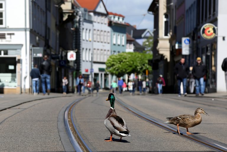 02.01.18 , Erfurt, zwei Enten laufen auf den Strassenbahnschienen durch die Schlösserstrasse 
Foto: Karina Hessland-Wissel
 *** Local Caption *** Copyright by KH/Karina Hessland Bildjournalismus und Fotografie , Stauffenbergallee 23 , 99085 Erfurt , Tel: 0177-2967631 ; E-Mail: karina.hessland@googlemail.com ; Bankverbindung : Erfurter Bank BLZ : 82064228  Konto: 1107836 , BIC: ERFBDE8E , IBAN: DE55 8206 4228 0001 1078 36 ; SteuerNr.: 151/230/13457  FA Erfurt , Nutzung nur gegen Honorar + 7% Mwst und Urhebernennung! Mit Abdruck werden die AGB von KH Bildjournalismus und Fotografie anerkannt. WICHTIG: Jegliche kommerzielle Nutzung ist Honorar- und Mehrwertsteuerpflichtig! Honorar gemaess MFM. Weitergabe an Dritte nur nach vorheriger Absprache mit dem Urheber! Darstellung im Internet ist grundsaetzlich Honorar- und Mehrwertsteuerpflichtig, auch als 1:1 Kopie in Internet -Ausgaben von Tageszeitungen und Magazinen. Autoren-Nennung auch für Internet -Darstellung gemaess § 13 UrhGes.
