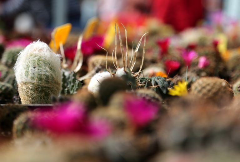 11.05.18 , Erfurt, Kakteen, unterschiedliche Sorten 
Foto: Karina Hessland-Wissel
 *** Local Caption *** Copyright by KH/Karina Hessland Bildjournalismus und Fotografie , Stauffenbergallee 23 , 99085 Erfurt , Tel: 0177-2967631 ; E-Mail: karina.hessland@googlemail.com ; Bankverbindung : Erfurter Bank BLZ : 82064228  Konto: 1107836 , BIC: ERFBDE8E , IBAN: DE55 8206 4228 0001 1078 36 ; SteuerNr.: 151/230/13457  FA Erfurt , Nutzung nur gegen Honorar + 7% Mwst und Urhebernennung! Mit Abdruck werden die AGB von KH Bildjournalismus und Fotografie anerkannt. WICHTIG: Jegliche kommerzielle Nutzung ist Honorar- und Mehrwertsteuerpflichtig! Honorar gemaess MFM. Weitergabe an Dritte nur nach vorheriger Absprache mit dem Urheber! Darstellung im Internet ist grundsaetzlich Honorar- und Mehrwertsteuerpflichtig, auch als 1:1 Kopie in Internet -Ausgaben von Tageszeitungen und Magazinen. Autoren-Nennung auch für Internet -Darstellung gemaess § 13 UrhGes.