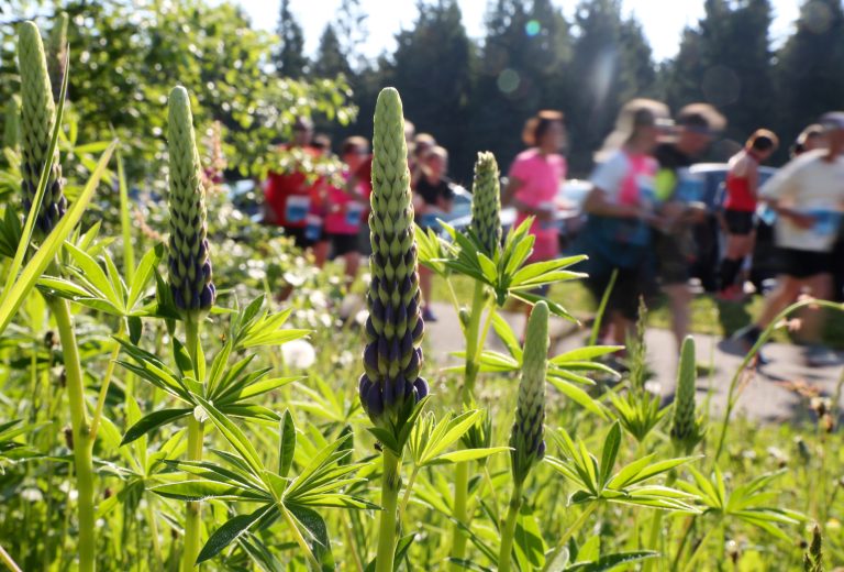 26.05.18 , Oberhof, 46. GutsMuths-Rennsteiglauf - Europas grösster Crosslauf, Startort für den Halbmarathon mit ca. 8000 Startern ist Oberhof 
Foto: Karina Hessland-Wissel
 *** Local Caption *** Copyright by KH/Karina Hessland Bildjournalismus und Fotografie , Stauffenbergallee 23 , 99085 Erfurt , Tel: 0177-2967631 ; E-Mail: karina.hessland@googlemail.com ; Bankverbindung : Erfurter Bank BLZ : 82064228  Konto: 1107836 , BIC: ERFBDE8E , IBAN: DE55 8206 4228 0001 1078 36 ; SteuerNr.: 151/230/13457  FA Erfurt , Nutzung nur gegen Honorar + 7% Mwst und Urhebernennung! Mit Abdruck werden die AGB von KH Bildjournalismus und Fotografie anerkannt. WICHTIG: Jegliche kommerzielle Nutzung ist Honorar- und Mehrwertsteuerpflichtig! Honorar gemaess MFM. Weitergabe an Dritte nur nach vorheriger Absprache mit dem Urheber! Darstellung im Internet ist grundsaetzlich Honorar- und Mehrwertsteuerpflichtig, auch als 1:1 Kopie in Internet -Ausgaben von Tageszeitungen und Magazinen. Autoren-Nennung auch für Internet -Darstellung gemaess § 13 UrhGes.