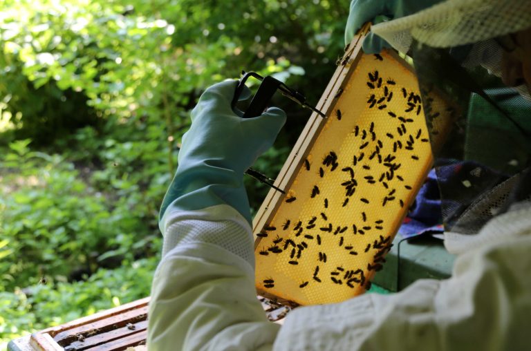 31.05.18 , Schilfa, Imker bei der Arbeit / Bienenvolk 
Foto: Karina Hessland-Wissel