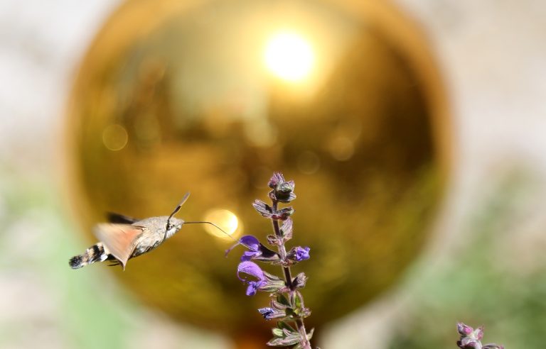 18.07.18 , Erfurt, Taubenschwänzchen (macroglosum stellatarum) auf Nahrungssuche 
Foto: Karina Hessland-Wissel
 *** Local Caption *** Copyright by KH/Karina Hessland Bildjournalismus und Fotografie , Stauffenbergallee 23 , 99085 Erfurt , Tel: 0177-2967631 ; E-Mail: karina.hessland@googlemail.com ; Bankverbindung : Erfurter Bank BLZ : 82064228  Konto: 1107836 , BIC: ERFBDE8E , IBAN: DE55 8206 4228 0001 1078 36 ; SteuerNr.: 151/230/13457  FA Erfurt , Nutzung nur gegen Honorar + 7% Mwst und Urhebernennung! Mit Abdruck werden die AGB von KH Bildjournalismus und Fotografie anerkannt. WICHTIG: Jegliche kommerzielle Nutzung ist Honorar- und Mehrwertsteuerpflichtig! Honorar gemaess MFM. Weitergabe an Dritte nur nach vorheriger Absprache mit dem Urheber! Darstellung im Internet ist grundsaetzlich Honorar- und Mehrwertsteuerpflichtig, auch als 1:1 Kopie in Internet -Ausgaben von Tageszeitungen und Magazinen. Autoren-Nennung auch für Internet -Darstellung gemaess § 13 UrhGes.