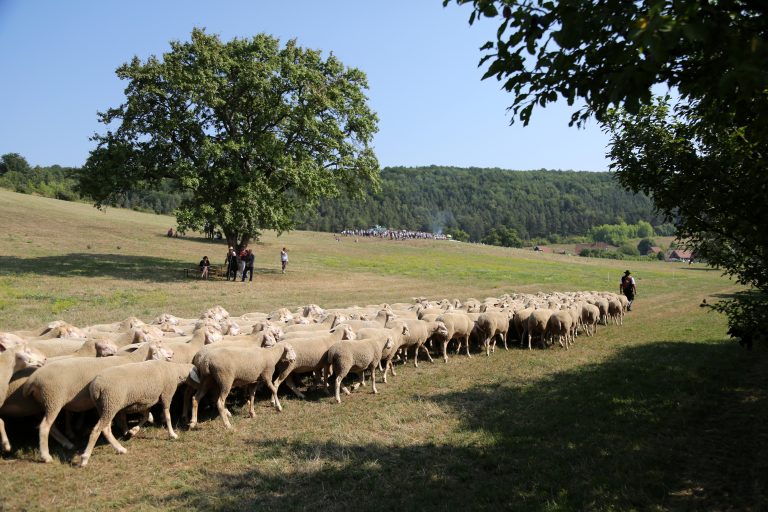 04.08.18 , Hohenfelden, Museumsgelände Am Eichenberg, 27. Thüringer Schäfertag, Schäfer müssen mit fremder Schafherde und eigenen Hunde beweisen, Aufgaben sind u.a. Ein- und Auspferchen, Treiben über eine Brücke und enges und weites Gehüt 
im Bild: Schäfer Mario Scheffel zeigt sein Können 
Foto: Karina Hessland-Wissel
 *** Local Caption *** Copyright by KH/Karina Hessland Bildjournalismus und Fotografie , Stauffenbergallee 23 , 99085 Erfurt , Tel: 0177-2967631 ; E-Mail: karina.hessland@googlemail.com ; Bankverbindung : Erfurter Bank BLZ : 82064228  Konto: 1107836 , BIC: ERFBDE8E , IBAN: DE55 8206 4228 0001 1078 36 ; SteuerNr.: 151/230/13457  FA Erfurt , Nutzung nur gegen Honorar + 7% Mwst und Urhebernennung! Mit Abdruck werden die AGB von KH Bildjournalismus und Fotografie anerkannt. WICHTIG: Jegliche kommerzielle Nutzung ist Honorar- und Mehrwertsteuerpflichtig! Honorar gemaess MFM. Weitergabe an Dritte nur nach vorheriger Absprache mit dem Urheber! Darstellung im Internet ist grundsaetzlich Honorar- und Mehrwertsteuerpflichtig, auch als 1:1 Kopie in Internet -Ausgaben von Tageszeitungen und Magazinen. Autoren-Nennung auch für Internet -Darstellung gemaess § 13 UrhGes.