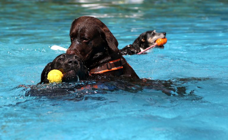 01.09.18 , Gotha, Südbad am Riedweg, am letzten Tag der Freibad-Saison dürfen Hunde in 3 Becken schwimmen 
Foto: Karina Hessland-Wissel
 *** Local Caption *** Copyright by KH/Karina Hessland Bildjournalismus und Fotografie , Stauffenbergallee 23 , 99085 Erfurt , Tel: 0177-2967631 ; E-Mail: karina.hessland@googlemail.com ; Bankverbindung : Erfurter Bank BLZ : 82064228  Konto: 1107836 , BIC: ERFBDE8E , IBAN: DE55 8206 4228 0001 1078 36 ; SteuerNr.: 151/230/13457  FA Erfurt , Nutzung nur gegen Honorar + 7% Mwst und Urhebernennung! Mit Abdruck werden die AGB von KH Bildjournalismus und Fotografie anerkannt. WICHTIG: Jegliche kommerzielle Nutzung ist Honorar- und Mehrwertsteuerpflichtig! Honorar gemaess MFM. Weitergabe an Dritte nur nach vorheriger Absprache mit dem Urheber! Darstellung im Internet ist grundsaetzlich Honorar- und Mehrwertsteuerpflichtig, auch als 1:1 Kopie in Internet -Ausgaben von Tageszeitungen und Magazinen. Autoren-Nennung auch für Internet -Darstellung gemaess § 13 UrhGes.
