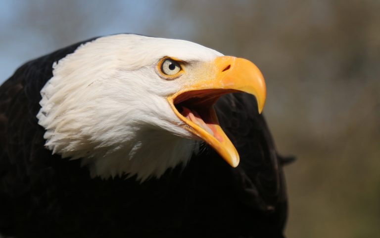 18.04.2019 , Kranichfeld, Adler- und Falkenhof Niederburg - Inhaber und Falkner Herbert Schütz hat ein Ei eines Weisskopfseeadlers gerettet, im Brutkasten ausgebrütet, gefüttert und wieder in das Nest der Mutter gesetzt  
im Bild: Weisskopfseeadler Hanno (20) - er ist Vater des Kükens 
Foto: Karina Hessland-Wissel
 *** Local Caption *** Copyright by KH/Karina Hessland Bildjournalismus und Fotografie , Stauffenbergallee 23 , 99085 Erfurt , Tel: 0177-2967631 ; E-Mail: karina.hessland@googlemail.com ; Bankverbindung : Erfurter Bank BLZ : 82064228  Konto: 1107836 , BIC: ERFBDE8E , IBAN: DE55 8206 4228 0001 1078 36 ; SteuerNr.: 151/230/13457  FA Erfurt , Nutzung nur gegen Honorar + 7% Mwst und Urhebernennung! Mit Abdruck werden die AGB von KH Bildjournalismus und Fotografie anerkannt. WICHTIG: Jegliche kommerzielle Nutzung ist Honorar- und Mehrwertsteuerpflichtig! Honorar gemaess MFM. Weitergabe an Dritte nur nach vorheriger Absprache mit dem Urheber! Darstellung im Internet ist grundsaetzlich Honorar- und Mehrwertsteuerpflichtig, auch als 1:1 Kopie in Internet -Ausgaben von Tageszeitungen und Magazinen. Autoren-Nennung auch für Internet -Darstellung gemaess § 13 UrhGes.
