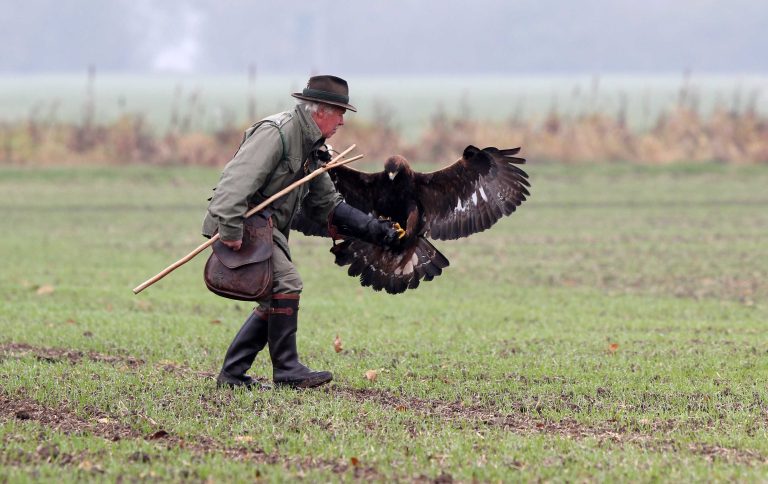 01.11.2019 , Gebesee, Thüringer Falknertage, Beizjagd, hier die Jagd mit Steinadlern, es wird Niederwild gejagt im Bild:  Josef Hiebeler (69) nimmt Steinadler Victor (5) nach dem Jagdflug entgegen Foto: Karina Hessland-Wissel
