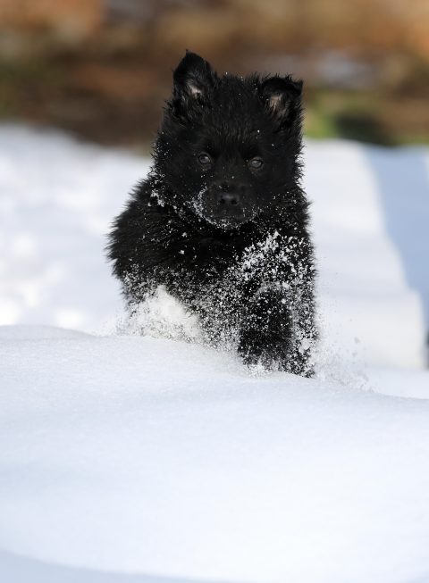 27.01.2021 , Ostramondra, Nachwuchs eines Schäferhundes im Schnee 
Foto: Karina Hessland-Wissel