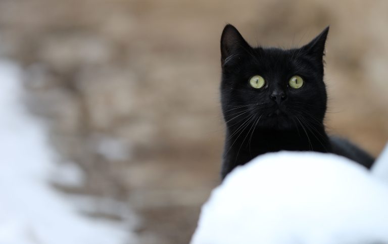 27.01.2021 , Ostramondra, schwarze Katze im Schnee Foto: Karina Hessland-Wissel