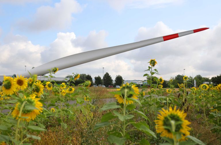04.08.2021 , Kölleda, der 74 Meter lange Flügel eines Windrads wird durch Kölleda nach Grossneuhausen transportiert, dort entstehen zwei neue Windräder 
im Bild: der Flügel in der Ortsausfahrt ragt hinter Sonnenblumen hervor 
Foto: Karina Hessland-Wissel