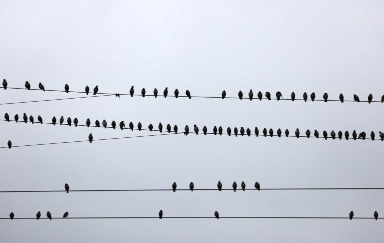 30.08.2021 , Sömmerda, Stare (Sturnus vulgaris) sitzen auf Stromleitungen Foto: Karina Hessland-Wissel