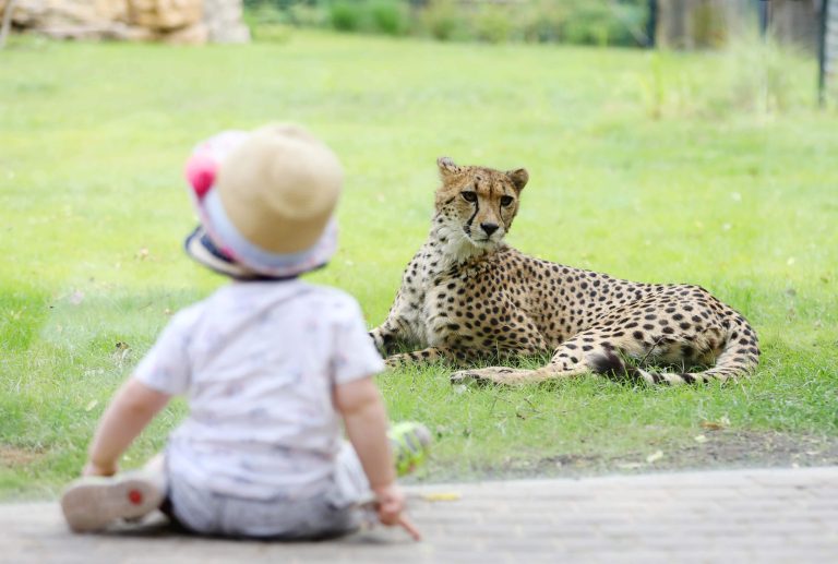 14.07.2023, Erfurt, Thueringer Zoopark, Eroeffnung der Gepardenanlage (ehemals Giraffenanlage) 
im Bild: Gepardin Jala (5) kommt den Besuchern jetzt richtig nah 
Foto: Karina Hessland-Wissel