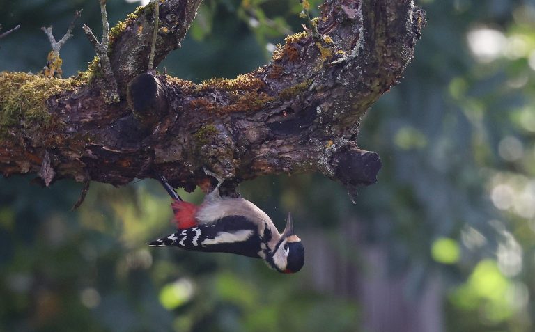 20.09.2023, Ostramondra, Buntspecht (Dendrocopos major) an einem Apfelbaum 
Foto: Karina Hessland-Wissel