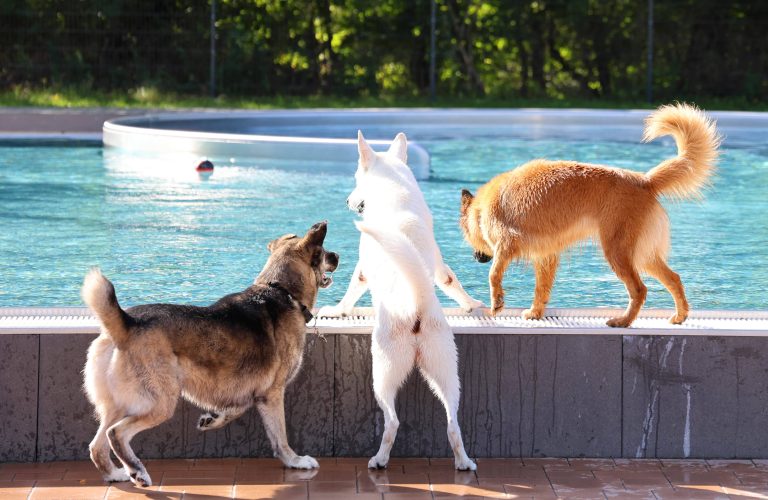 23.09.2023, Soemmerda, Stadtbad / Freibad, Hundeschwimmen - bevor die Becken winterfest gemacht werden, duerfen Hundebesitzer ihre Hunde schwimmen lassen im Bild: Schaeferhund-Mischling Grey, Schaeferhund Kami (ausgebildet und gehoert zur DRK-Hundestaffel) und Harzer Fuchs-Huendin Dana am Beckenrand  Foto: Karina Hessland-Wissel