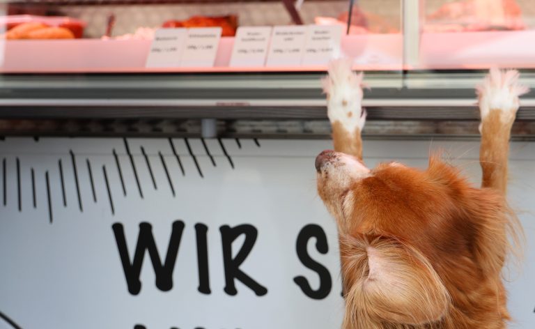 13.10.2023, Weimar, Hund schaut in einen Wagen, in dem Wurst und Fleisch verkauft wird Foto: Karina Hessland-Wissel