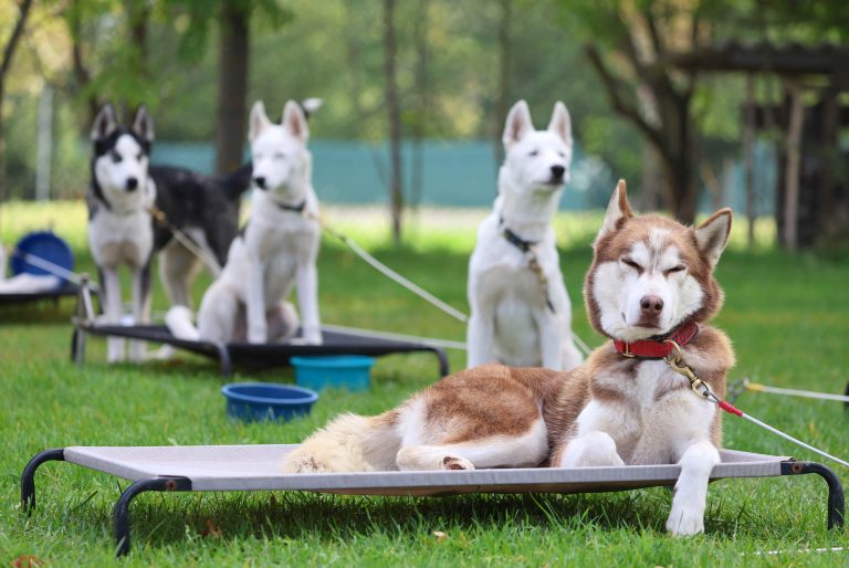 14.10.2023, Muehlberg / Drei Gleichen, Gut Ringhofen, Pressegespraech zu den WSA Dryland World Championships vom 08.-10.12.2023 in Muehlberg im Bild: Sibirische Huskys Foto: Karina Hessland-Wissel