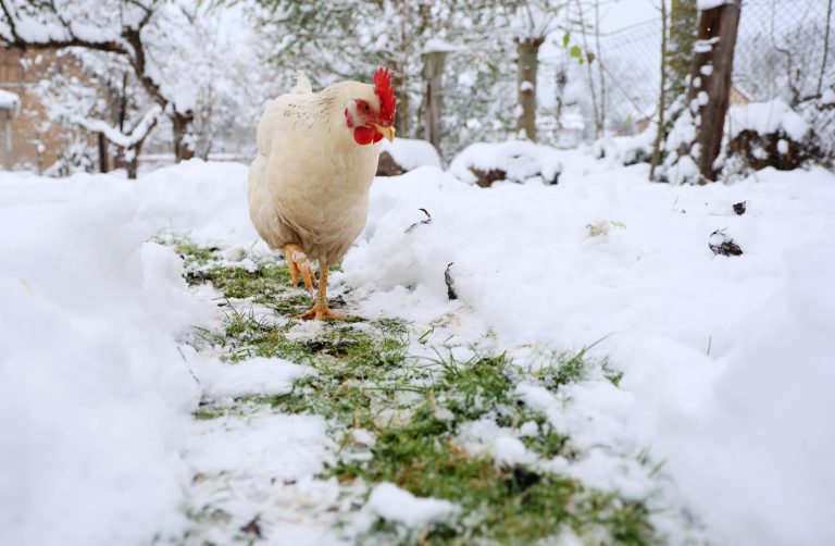 03.12.2023, Ostramondra, Huhn der Rasse Sussex im Schnee Foto: Karina Hessland-Wissel