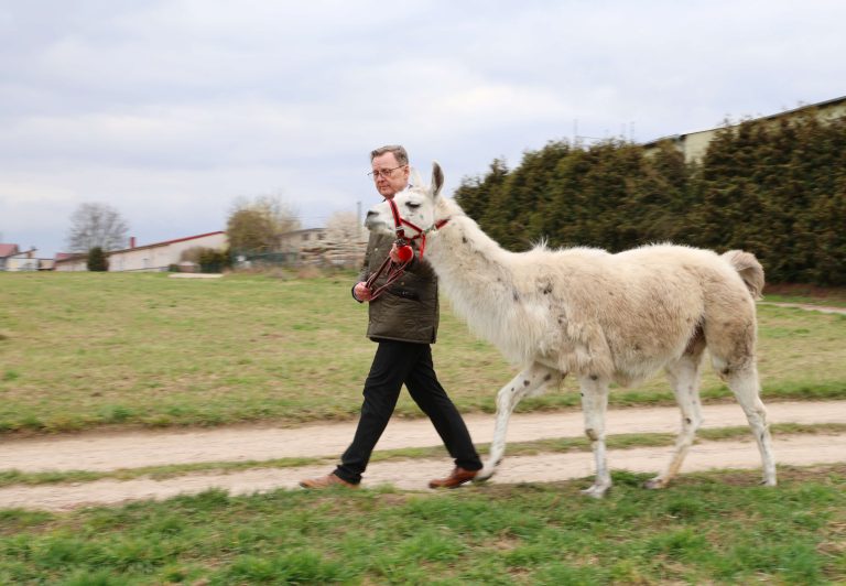 12.03.2024, Herbsleben, Ministerpraesident Bodo Ramelow (Die LINKE) besucht die Unstrut-Lamas und absolviert mit den Lamas ein Outdoor-Training im Bild: Ministerpraesident Bodo Ramelow (Die LINKE) mit Lama Max Foto: Karina Hessland-Wissel