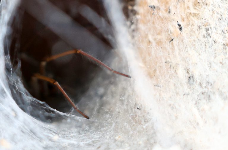 11.06.2025, Ostramondra, Trichterspinne (Agelenidae) lauert in ihrem Bau auf Beute, nur die Beine sind zu sehen Foto: Karina Hessland-Wissel