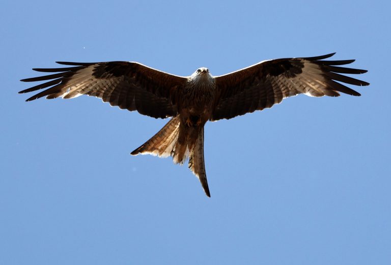 14.06.2025, Ostramondra, Rotmilan (Milvus milvus) Foto: Karina Hessland-Wissel