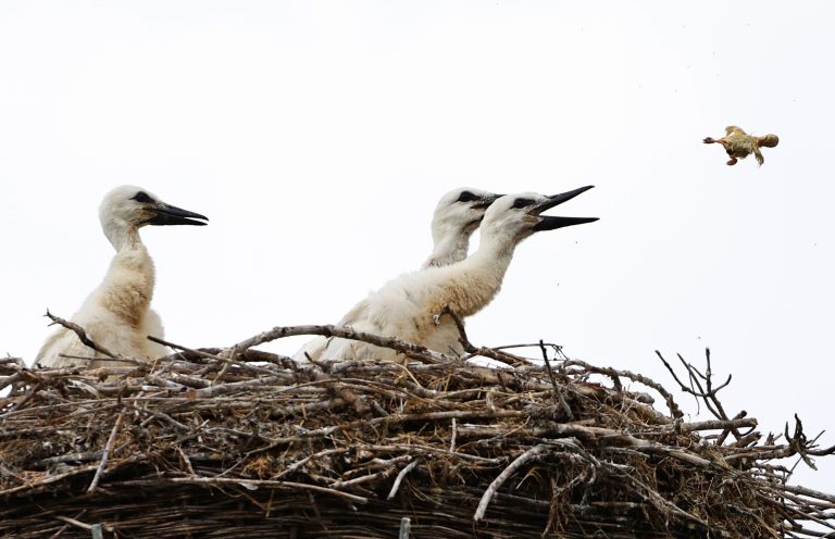 27.06.2025, Leubingen, Jungstoerche im Nest / Horst, sie werden mit Eintagskueken gefuettert Foto: Karina Hessland-Wissel