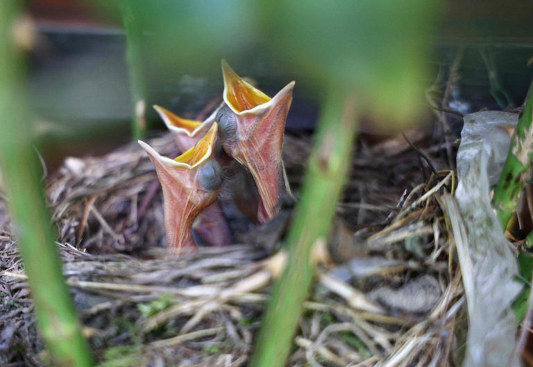 29.06.2025, Nachwuchs einer Amsel (Turdus merula) im Nest, welches in einer Rose gebaut ist, die Jungen sind frisch geschluepft und warten auf Nahrung, sie reissen ihre Schnaebel auf Foto: Karina Hessland-Wissel