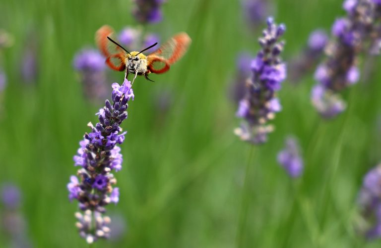 17.07.2025, Straussfurt, Hummelschwaermer (Hemaris fuciformis) sammelt Nektar an Lavendel (Lavendula) 
Foto: Karina Hessland-Wissel