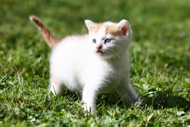 23.09.2025, junge rot weisse Katze (Felis catus) / Hauskatze entdeckt die Welt Foto: Karina Hessland-Wissel