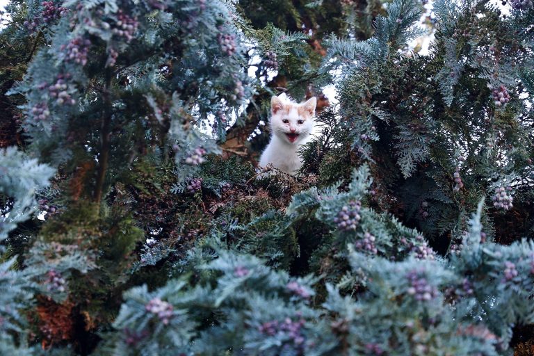 03.11.2025, Ostramondra, eine junge rot-weisse Katze / Hauskatze (Felis catus) sitzt zwischen Aesten auf einem Baum und miaut 
Foto: Karina Hessland-Wissel