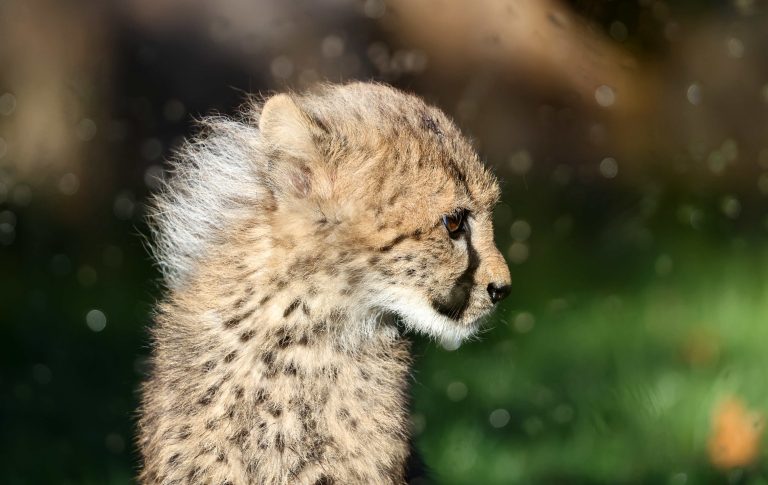 06.11.2025, Erfurt, Thueringer Zoopark, Gepard (Acinonyx jubatus), Geparden-Nachwuchs mit typischer Maehne Foto: Karina Hessland-Wissel