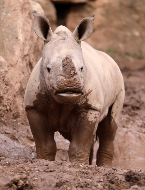 12.03.2021,  Erfurt ,Thüringer Zoopark, 
der Nashornjunge Tayo nimmt ein Schlammbad 
Foto: Karina Hessland-Wissel
 *** Local Caption *** Copyright by KH/Karina Hessland Bildjournalismus und Fotografie , Hauptstrasse 43, 99636 Ostramondra , Tel: 0177-2967631 ; E-Mail: karina.hessland@googlemail.com ; Bankverbindung : Erfurter Bank BLZ : 82064228  Konto: 1107836 , BIC: ERFBDE8E , IBAN: DE55 8206 4228 0001 1078 36 ; SteuerNr.: 151/230/13457  FA Erfurt , Nutzung nur gegen Honorar + 7% Mwst und Urhebernennung! Mit Abdruck werden die AGB von KH Bildjournalismus und Fotografie anerkannt. WICHTIG: Jegliche kommerzielle Nutzung ist Honorar- und Mehrwertsteuerpflichtig! Honorar gemaess MFM. Weitergabe an Dritte nur nach vorheriger Absprache mit dem Urheber! Darstellung im Internet ist grundsaetzlich Honorar- und Mehrwertsteuerpflichtig, auch als 1:1 Kopie in Internet -Ausgaben von Tageszeitungen und Magazinen. Autoren-Nennung auch für Internet -Darstellung gemaess § 13 UrhGes.